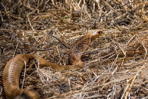 Cape Cobra stock photo. Image of outdoor, reptilian - 108755314