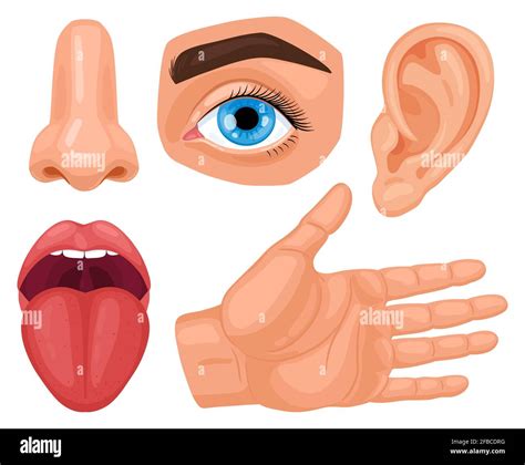 Sensory organs hi-res stock photography and images - Alamy