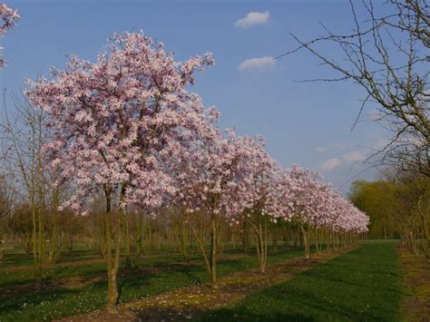 Magnolia 'Pink Star' - Hello Hello Plants