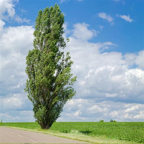 Lombardy Poplar Trees for Sale | BrighterBlooms.com