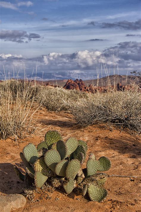 Mojave Desert Cactus Photograph by Debby Richards