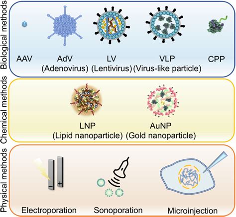 Various methods for delivering CRISPR-Cas9 components. The schematic ...