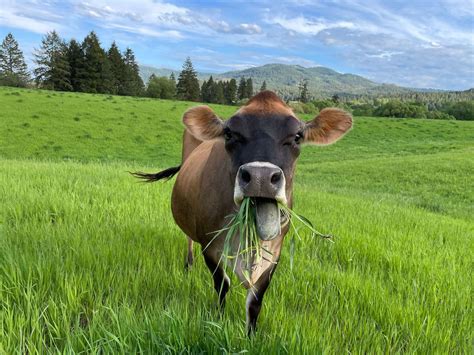 How Washington Dairy Farmers are Combatting Climate Change with ...