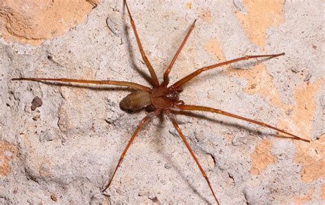 Brown Recluse Spiders in Elizabeth City, NC | Albemarle Termite & Pest Control