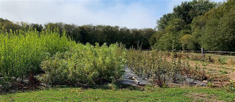 Benefits of the Willow Tree — The Willow Farm