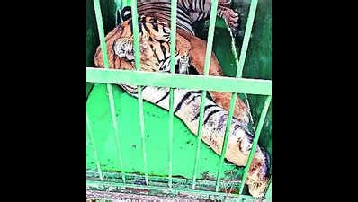 Tiger: Tiger With Lump, Leg Wound Tranquillised For Treatment | Bareilly News - Times of India