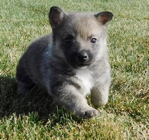 Bobby Swedish Vallhund Puppy 659595 | PuppySpot