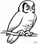 Perched Barn Owl coloring Page  Free Printable Coloring Pages sketch template
