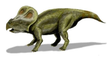 Protoceratops - DinoPit