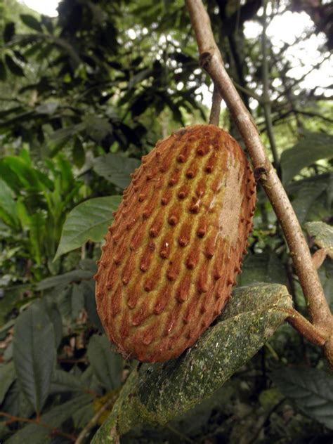 Annona cherimolioides (Annonaceae) image 34849. at PhytoImages.siu.edu