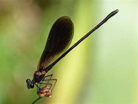 Black Dragonfly Calopteryx - Free photo on Pixabay - Pixabay