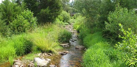 Mini-guide to Types of Riparian Buffers | James River Association