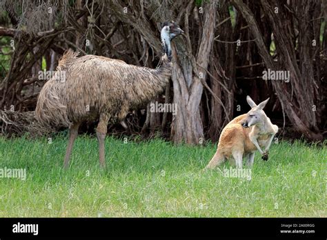 Emu Vs Kangaroo