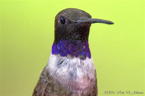 Black-chinned Hummingbird male close-up Photograph by Ron D Johnson - Fine Art America