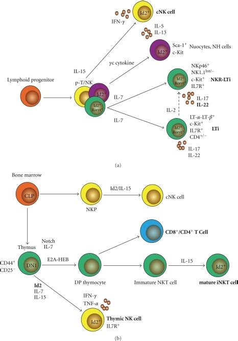 Regulation of NK, NKT, and innate lymphoid cells by Id2 | Open-i