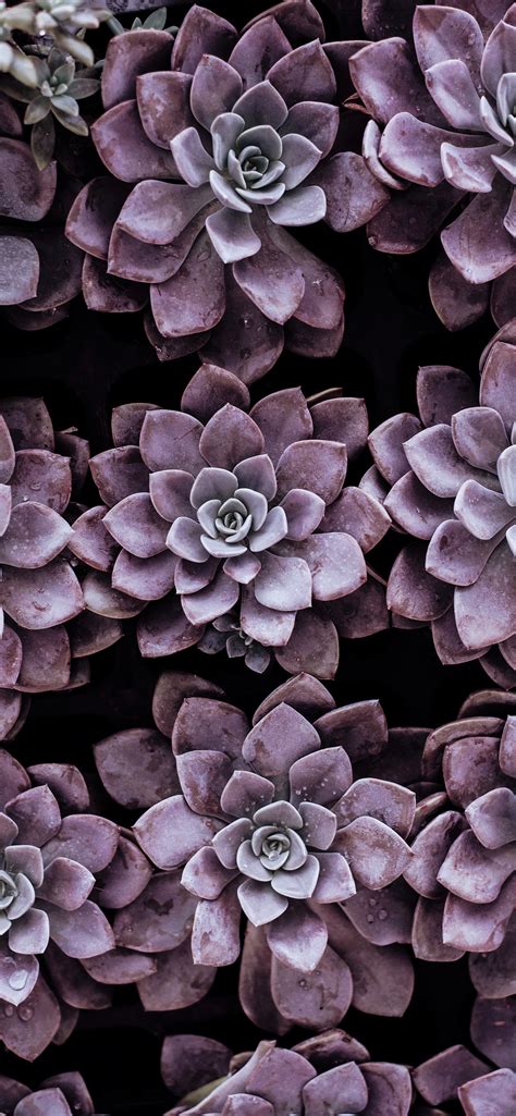 Succulent iPhone Wallpapers - Wallpaper Cave