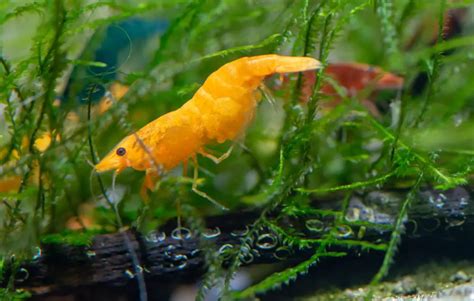 Why won’t my shrimp breed? – Aquarium Shrimp Keeping