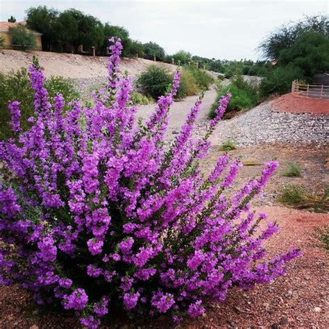 39 best ::High Heat Drought Tolerant Flowers and Plants images on ...