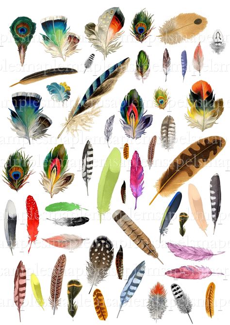 Bird Feather Clip Art