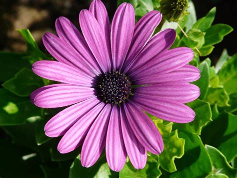 African Daisy: How to grow and care - PlantNative.org