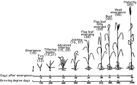 Spring barley growth and development guide