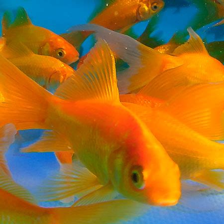 Yellow Goldfish 2/3'' - Aquatics To Your Door