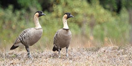 Waterbirds – Hawaiʻi Biodiversity