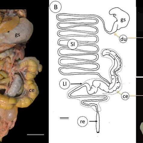 Gross anatomy of the intestine of Sunda porcupine. (A) Gross ...