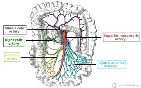 The Mesentery - Function - Structure - Vasculature - TeachMeAnatomy