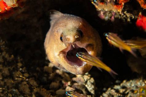 Moray Eel Attack Stock Photos, Pictures & Royalty-Free Images - iStock