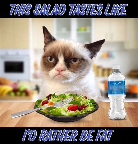 cat meme salad – cat eating salad meme – Dewsp