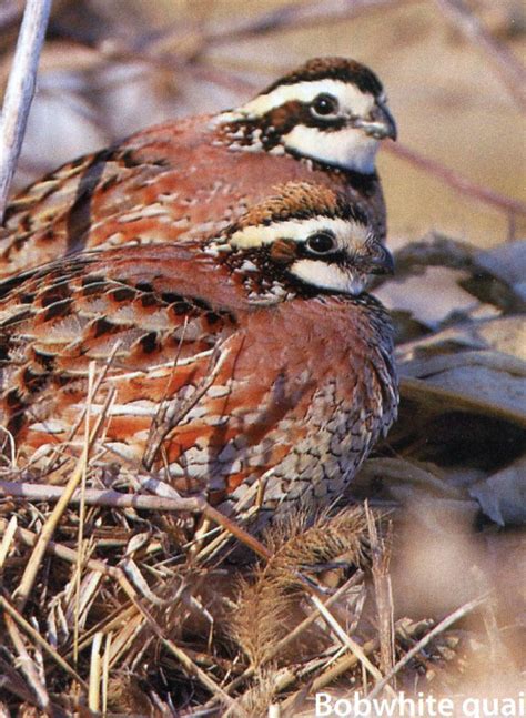 Bobwhite Quail for Sale - Game Bird Chicks | Cackle Hatchery