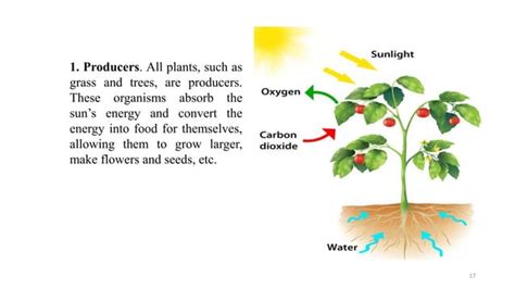 Environmental factors that affecting plant growth]