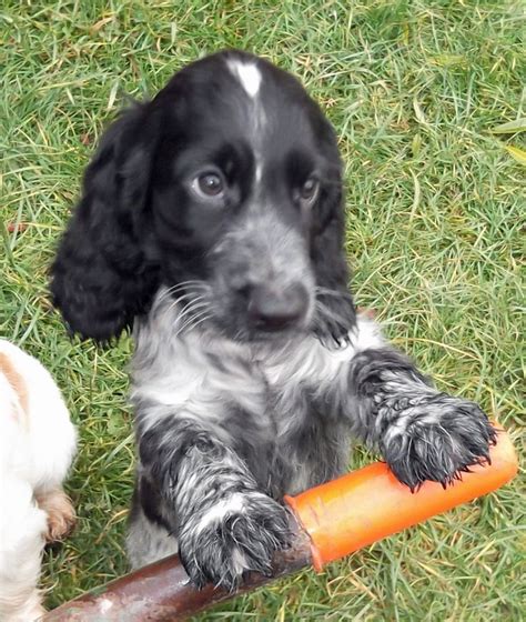 cocer spaniels types with pictures | Show type cocker spaniel puppy ...