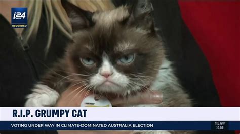 Internet Sensation 'Grump Cat' Dies At Age Seven - i24NEWS