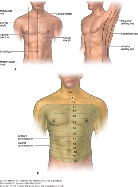 Chapter 2. Anterior Thoracic Wall | Basicmedical Key