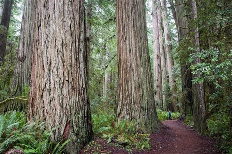 Jedediah Smith Redwoods State Park -Just a Colorado Gal