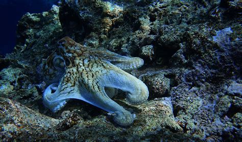 Octopus Free Stock Photo - Public Domain Pictures