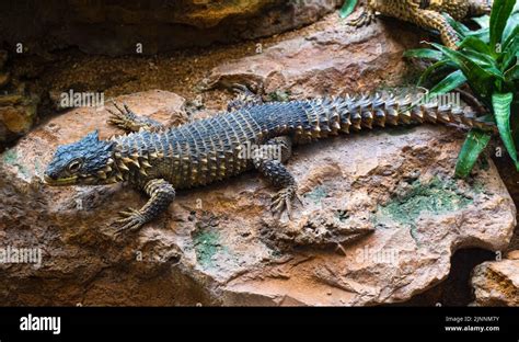 Giant Girdled Lizard, Cordylus giganteus, South Africa Stock Photo - Alamy