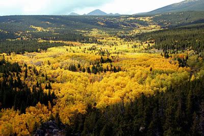 Pando - The Largest Living Organism in the World