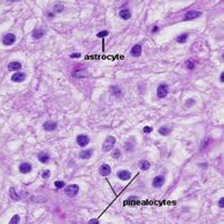 (PDF) Pineal gland: A structural and functional enigma