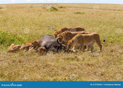 Lions Feeding stock photo. Image of lion, carnivore, nature - 47318560