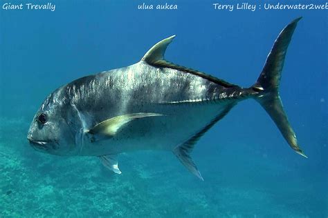 Hawaii Fish Identification