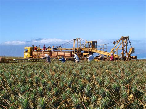 Maui Gold Pineapple Company - O‘ahu Fresh