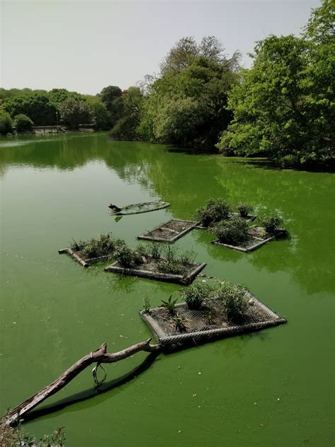 Floating Islands of South Delhi; Hauz Khas Lake Restoration