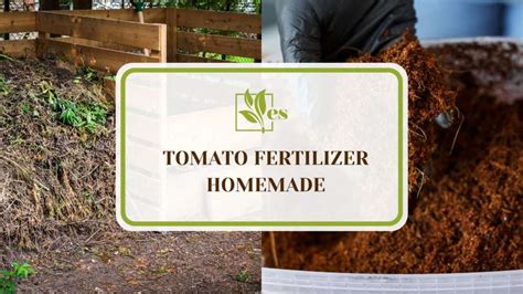 15 Tomato Fertilizer Homemade Recipes for a Bountiful Harvest ...