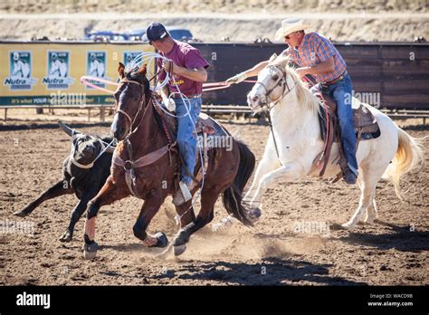 Team Roping Competition Stock Photo - Alamy