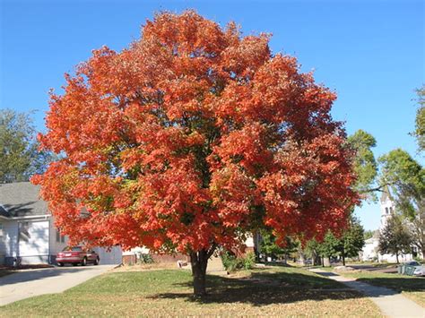 Fall colors, Nebraska | Ali Eminov | Flickr