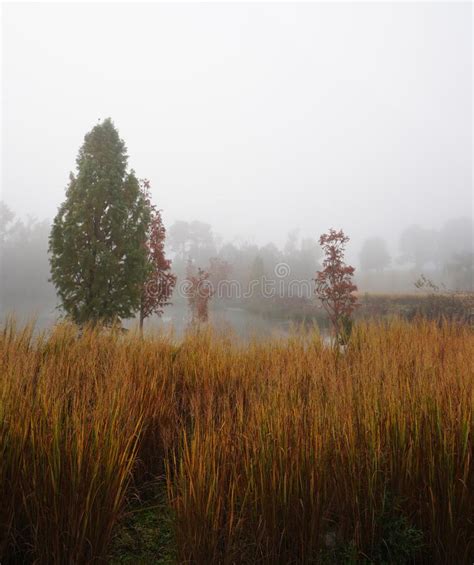 Fall Foliage and Fog in the Park at the NC Museum of Art in Raleigh ...