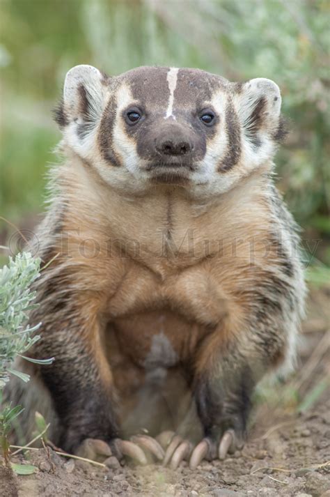 Badger Face – Tom Murphy Photography